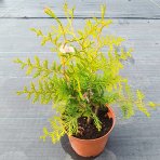Tuja západná (Thuja occidentalis) ´BRABANT´ - výška 20-40 cm, kont. C2L